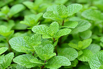 The Benefits of Natural Peppermint and Green Tea Extracts